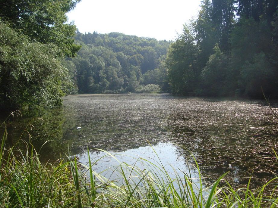 Lake in the Woods  (Steinhausen)